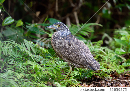 馬來亞夜鷺的幼鳥（沖繩縣石垣島） 83659275