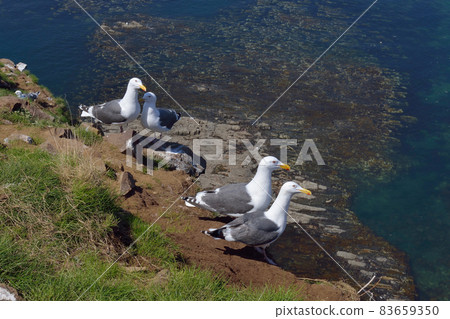 Nesting site for Slaty-backed Seagulls (Shiretoko, Hokkaido) Nesting site for Slaty-backed Seagulls (Shiretoko, Hokkaido) 83659350