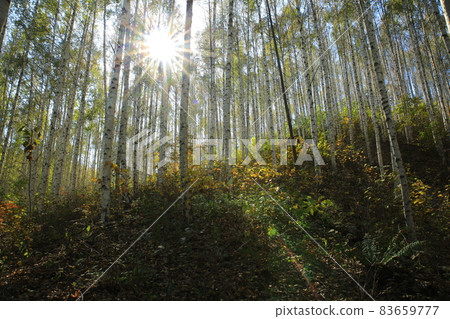 秋天的風景,白樺林,江原道 秋天的風景,白樺林,江原道 83659777