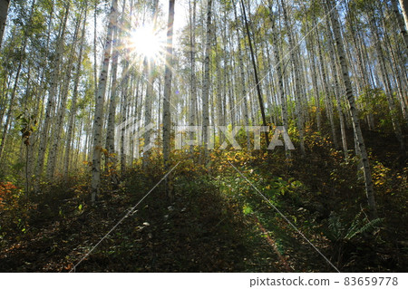 秋天的風景,白樺林,江原道 秋天的風景,白樺林,江原道 83659778