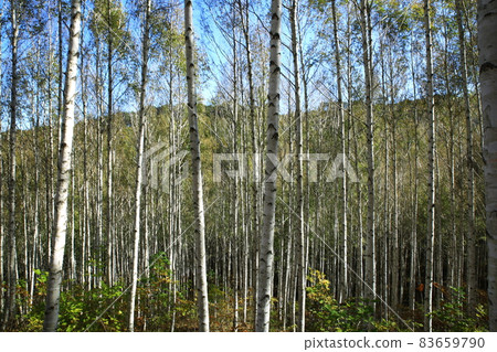 秋天的風景，白樺林，江原道 83659790