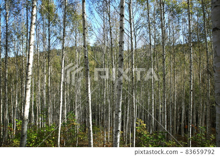 秋天的風景,白樺林,江原道 秋天的風景,白樺林,江原道 83659792