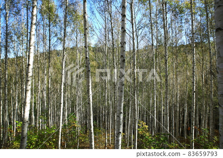 秋天的風景,白樺林,江原道 秋天的風景,白樺林,江原道 83659793