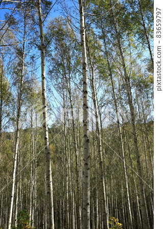 秋天的風景,白樺林,江原道 秋天的風景,白樺林,江原道 83659797