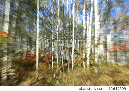 秋天的風景，白樺林，江原道 83659809