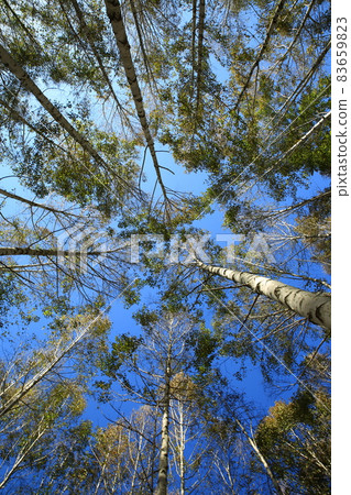 秋天的風景，白樺林，江原道 83659823