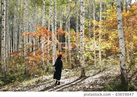 Autumn scenery, birch forest, Gangwon-do 83659847