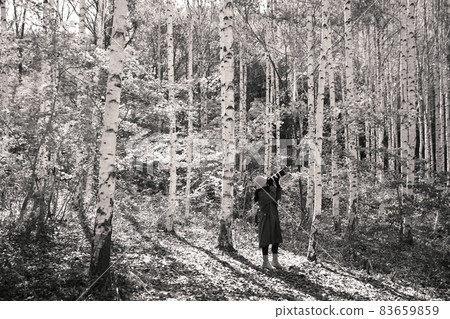 秋天的風景,白樺林,江原道 秋天的風景,白樺林,江原道 83659859