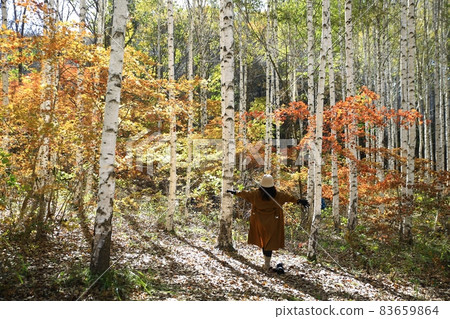 秋天的風景,白樺林,江原道 秋天的風景,白樺林,江原道 83659864