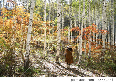 秋天的風景，白樺林，江原道 83659871