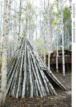 秋天的風景，白樺林，江原道 83659873