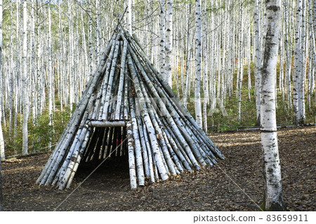 秋樺林,療愈休閑林 秋樺林,療愈休閑林 83659911