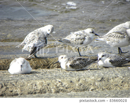 Sanderling 在 Kemigawahama 的護岸休息 Sanderling 在 Kemigawahama 的護岸休息 83660028