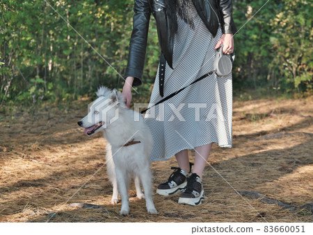 yakutian laika dog on a leash walking with owner in a forest. pet friends, togetherness and love. dog outdoors 83660051