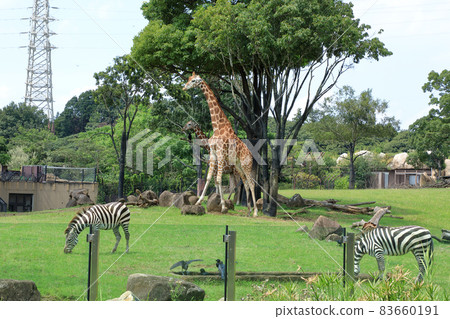 Yokohama Municipal Yokohama Zoo Zoorasia, Yokohama City, Kanagawa Prefecture 83660191