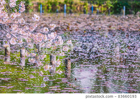 Sakura and pond flower raft Tokyo Sakura and pond flower raft Tokyo 83660193
