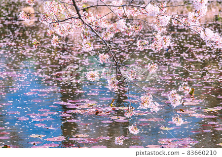 Sakura and pond flower raft Tokyo 83660210