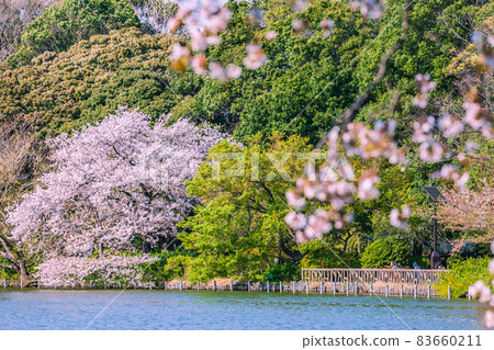 Zenpukuji Park where cherry blossoms bloom, Tokyo 83660211