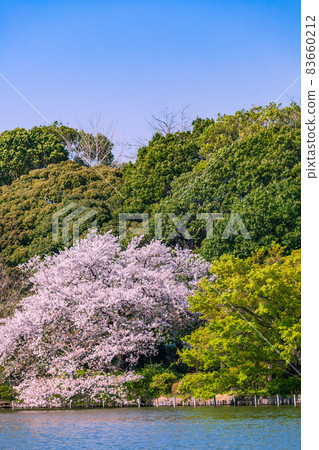 Zenpukuji Park where cherry blossoms bloom, Tokyo 83660212