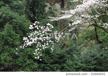 Gifu walk 99 (Gifu City, Gifu Prefecture) 83660691