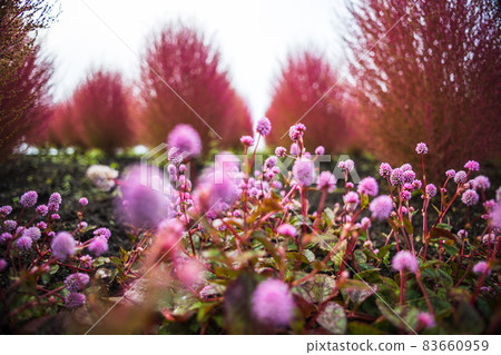 kokia 和鮮花的微觀世界 kokia 和鮮花的微觀世界 83660959