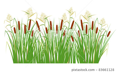 Cane and reeds in the green grass. Swamp and river plants. Vector flat illustration Cane and reeds in the green grass. Swamp and river plants. Vector flat illustration 83661128