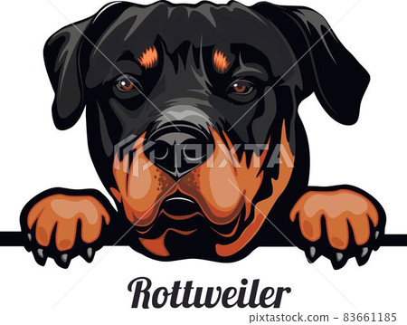 Rottweiler - Color Peeking Dogs - dog breed. Color image of a dogs head isolated on a white background 83661185