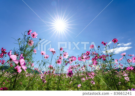 Autumn cherry blossoms autumn image blue sky sun Autumn cherry blossoms autumn image blue sky sun 83661241