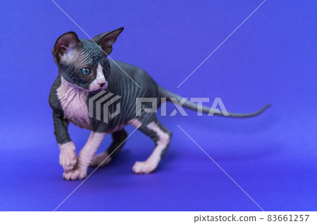 Young Canadian Sphynx Cat of color blue and white stands on blue background, raising paw, extending tail and looking fearfully away. Kitten is seven weeks old. Side view, full length. Studio shot. Young Canadian Sphynx Cat of color blue and white stands on blue background, raising paw, extending tail and looking fearfully away. Kitten is seven weeks old. Side view, full length. Studio shot. 83661257