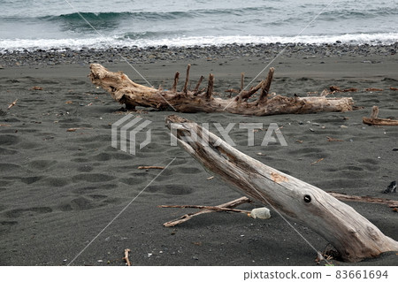 Driftwood launched to the coast Driftwood launched to the coast 83661694