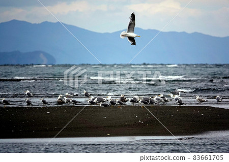 A group of seagulls A group of seagulls 83661705