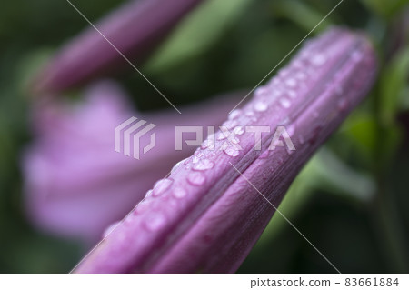 水滴和花朵特寫宏 83661884