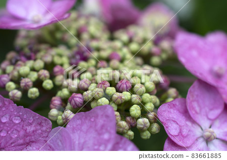 Close-up of close-ups 83661885