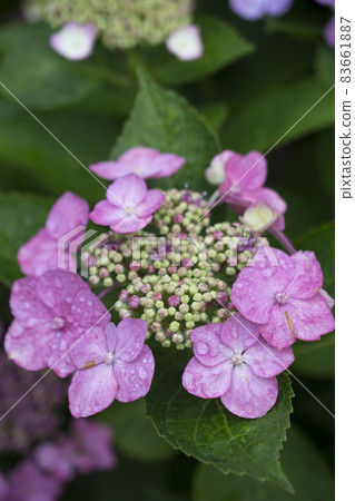 特寫鏡頭的特寫鏡頭 83661887