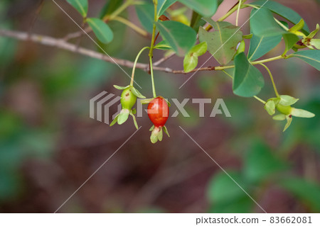 Fruits of the Cherry of the Rio Grande Fruits of the Cherry of the Rio Grande 83662081