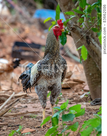 Gray adult rooster with red crest 83662086