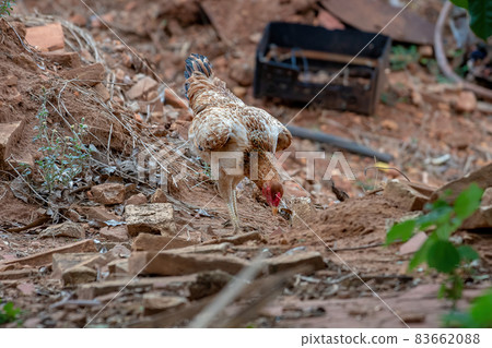 domestic animal chicken 83662088
