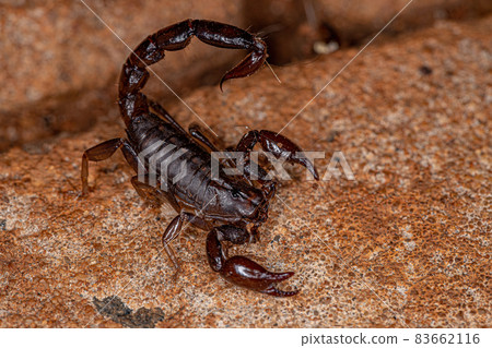 Adult Black Scorpion 83662116