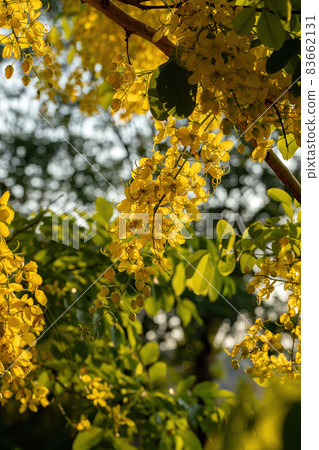 Golden Rain Tree Yellow Flowers 83662131