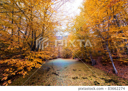 Autumn Foliage in Yedigoller park. Bolu, Turkey. 83662274