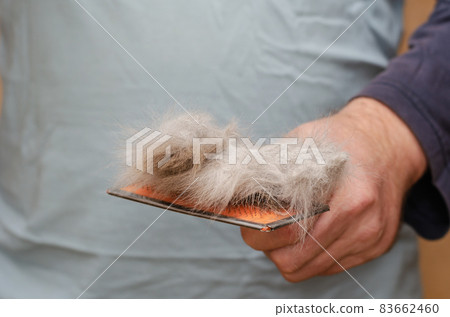 Cat brush with gray hair. The middle section of the man holds the grooming brush with hair. Cat brush with gray hair. The middle section of the man holds the grooming brush with hair. 83662460