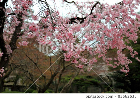 岐阜步行·146(岐阜縣岐阜市) 岐阜步行·146(岐阜縣岐阜市) 83662633