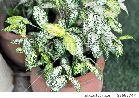 Gold dust Dracaena , Florida Beauty or Dracaena surculosa Gold dust Dracaena , Florida Beauty or Dracaena surculosa 83662747