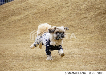 Dog running on the brown grass 83662806