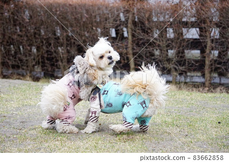 Two dogs playing 83662858
