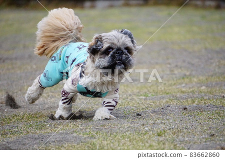 A dog that kicks the sand and runs 83662860