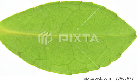 Leaves and veins of Hamahisakaki (Hamahime Sakaki) Leaves and veins of Hamahisakaki (Hamahime Sakaki) 83663678