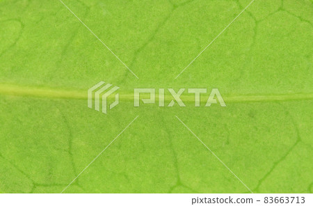 Leaves and veins of Hamahisakaki (Hamahime Sakaki) Leaves and veins of Hamahisakaki (Hamahime Sakaki) 83663713