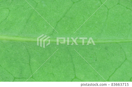 Leaves and veins of Hamahisakaki (Hamahime Sakaki) Leaves and veins of Hamahisakaki (Hamahime Sakaki) 83663715