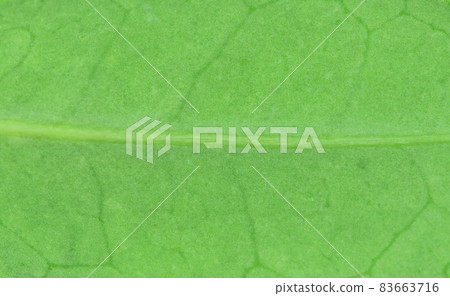 Leaves and veins of Hamahisakaki (Hamahime Sakaki) Leaves and veins of Hamahisakaki (Hamahime Sakaki) 83663716